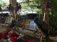 -西双版纳融创皇冠假日度假酒店