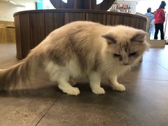 -飞行喵MR PILOT|猫舍·猫咖(静安大融城店)