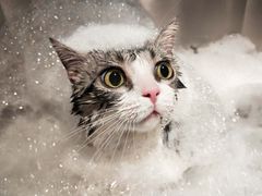 -PETKIT小佩宠物·低压洗护(国顺东路店)