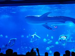 -烟台海昌鲸鲨海洋公园