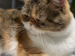 -Cappucimeow猫咪咖啡馆(韦伯时代店)