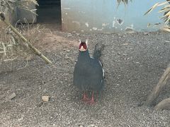 -青藏高原野生动物园