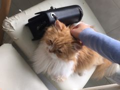 -喵的天空名猫咖啡馆·撸猫·猫舍·用品