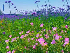 -西京湾花海
