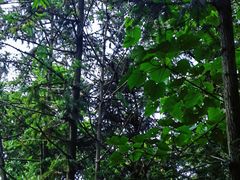 -素山寺森林公园