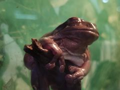 -上海大自然野生昆虫馆(东方明珠·爬宠昆虫探索中心)