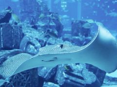 -迪拜水族馆及水下动物园