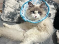 -爱佳宠物中心医院24H·CT·骨外科·猫专科(瑶海万达店)