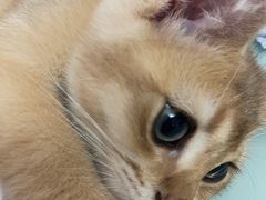 -lincat·猫舍(广州店)