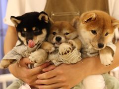 -逗柴咖啡屋·狗咖猫咖宠物桌游