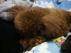 -北京观赏动物医院·24小时大型综合·猫专科·异宠专科