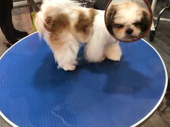 -PETKIT小佩宠物(古北店)