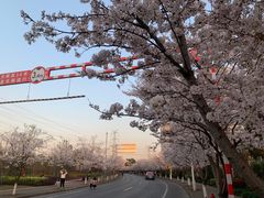 -高东镇樱花园