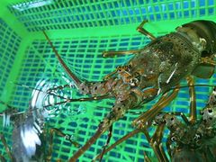 -都斛海鲜街
