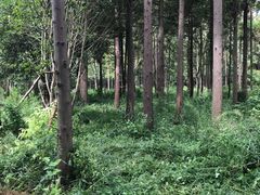 -东平国家森林公园