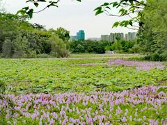 -白鹭湾湿地公园