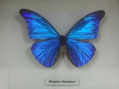 -上海大自然野生昆虫馆(东方明珠·爬宠昆虫探索中心)