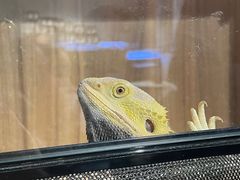 -酷以爬仙阁实体爬宠店·守宫·蜥蜴·专业繁育