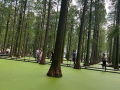 -渌洋湖湿地公园