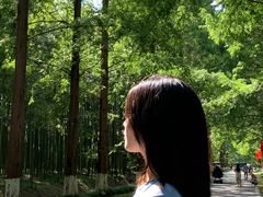 -黄海国家森林公园