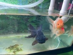 -中环花鸟鱼虫市场