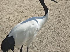 -盐城丹顶鹤湿地生态旅游区