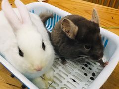 -藦茜花园宠物主题亲子互动体验馆(国顺东路店)