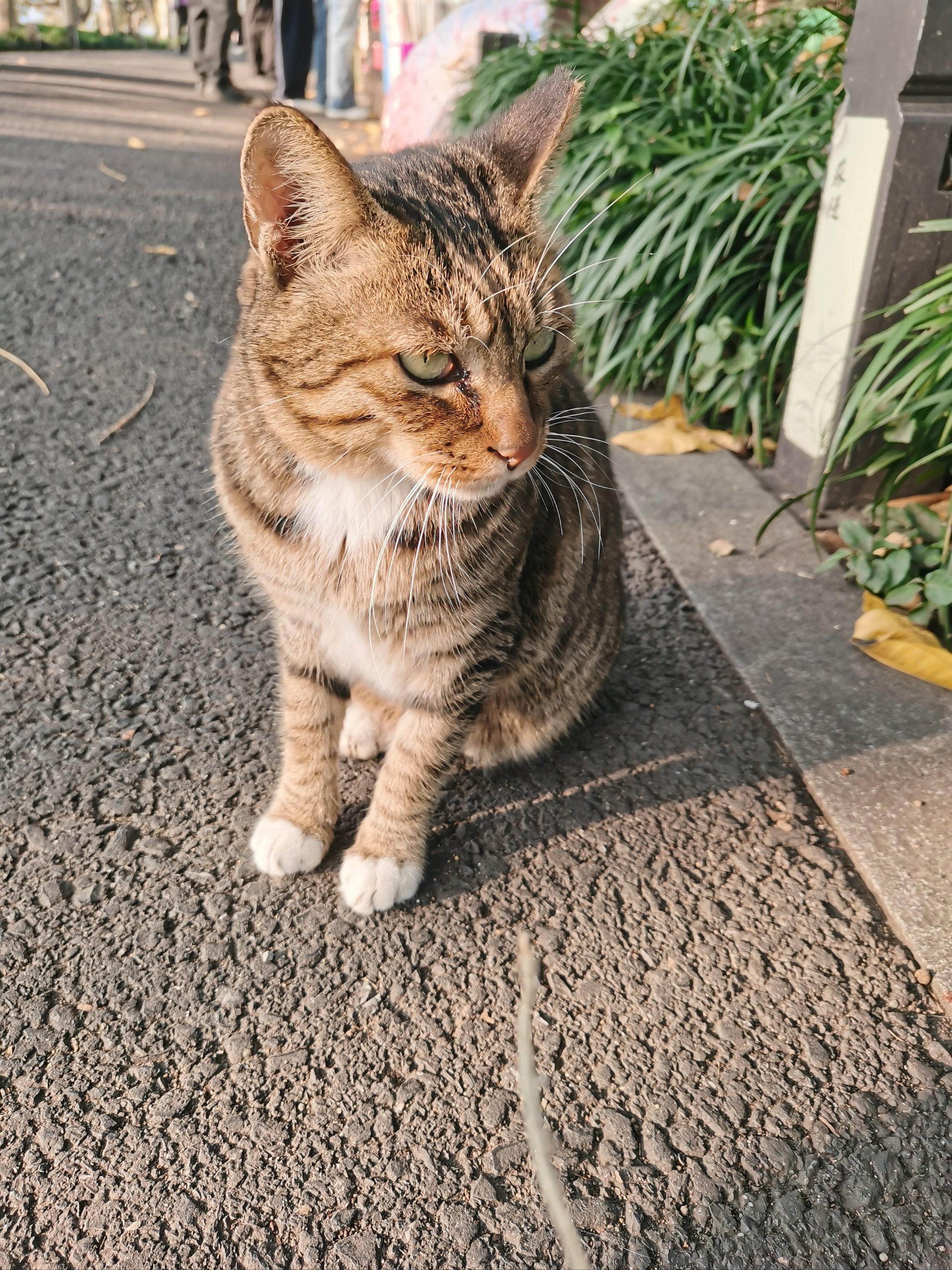 小猫图片真实照片图片