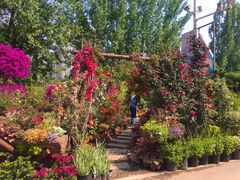 -三圣花乡旅游区