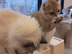 -有喵·猫咖·狗咖·30几只猫10只小狗(岗厦店)