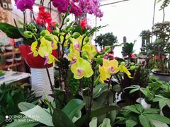 -金陵花卉交易市场