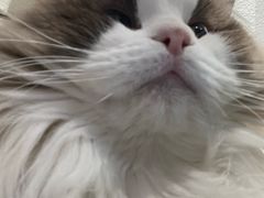 -琪喵猫屋·撸猫猫咖·猫舍