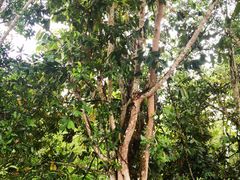 -中国科学院西双版纳热带植物园
