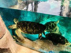 -成都浩海立方海洋公园