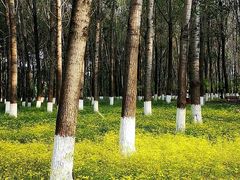 -东郊湿地公园