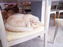 -喵的天空名猫咖啡馆·撸猫·猫舍·用品