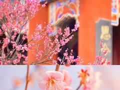 -梅花山(明孝陵内)