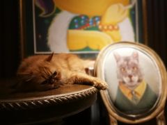 -more than meow吴止猫主题餐厅(承德 中船汇店)