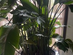 -浅深Cheersum(曹杨店)