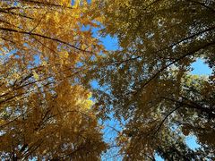 -三里屯东五街银杏大道