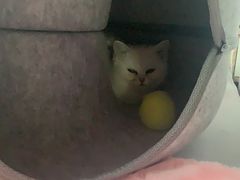 -喵的天空名猫咖啡馆·撸猫·猫舍·用品