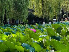 -四川大学(望江校区)