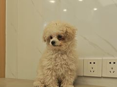 -瑞派康怡24h宠物医院·犬猫医疗中心·微创绝育(瑞景分院)