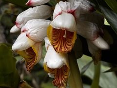 -海南热带雨林国家公园吊罗山景区