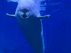 -泉城欧乐堡海洋极地世界