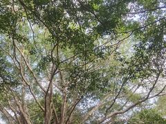 -海南热带野生动植物园