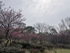 -贡湖湾湿地公园