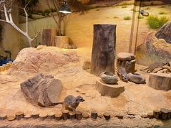 -正佳自然科学博物馆