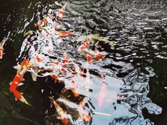 院子里的锦鲤-阿多私房菜(顺德店)