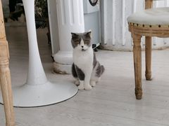 -共舞时光猫咖·狗咖(新街口店)